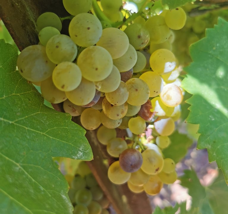 grappe de raisin blanc bio