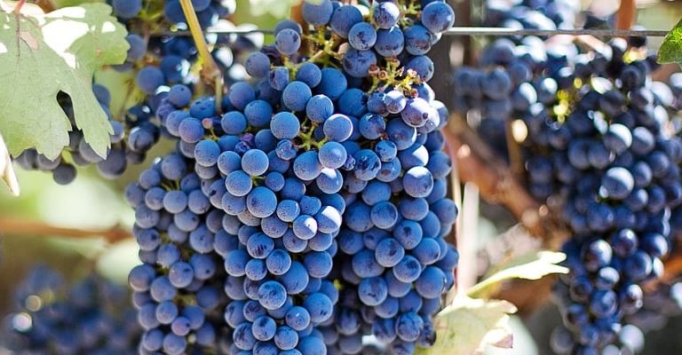 local grapes vranac balkans wine