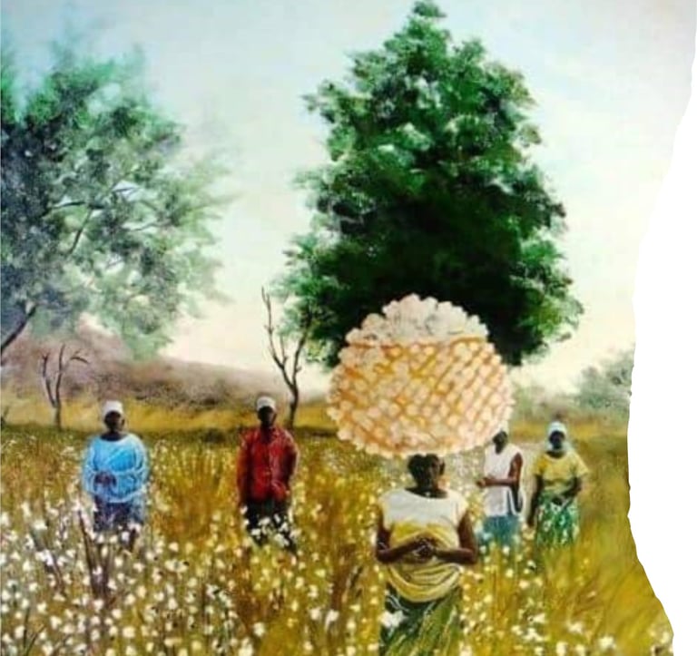 Récolte de coton au Nord-Cameroun