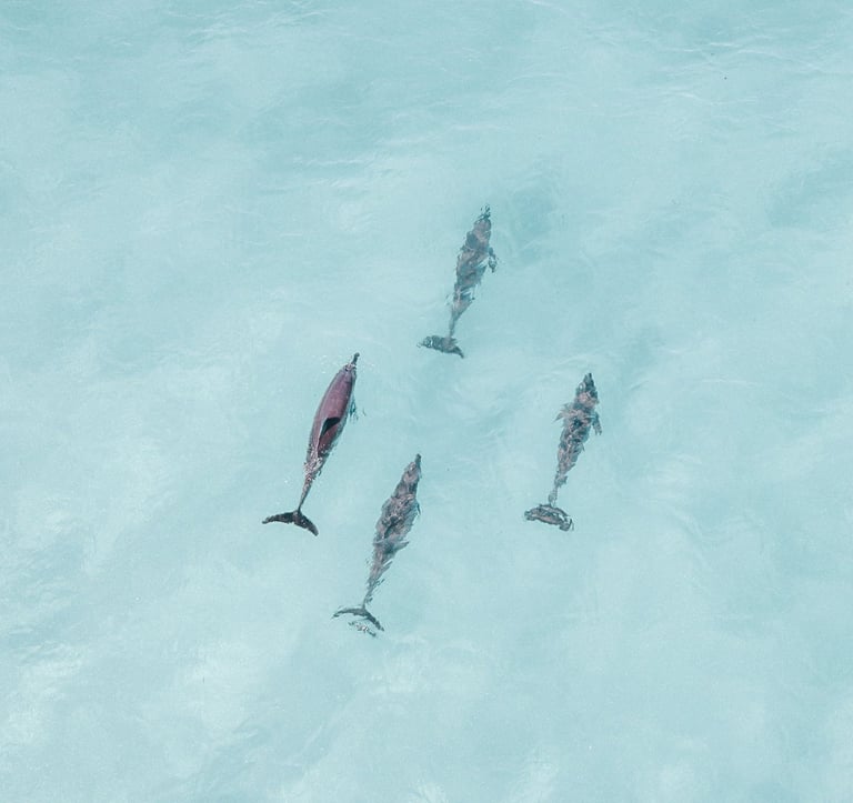 groupe de dauphins nageant dans l'eau turquoise 