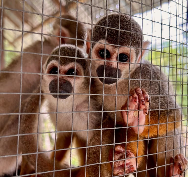Rescued Monkeys at The Sanctuary