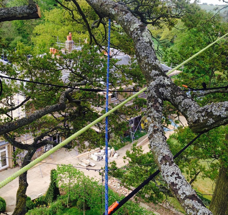 tree surgeon up a tree
