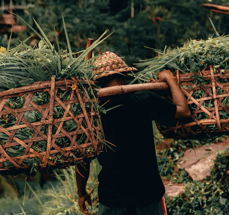 Harvesters carrying their load toward the goals