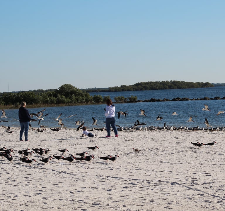 Gulf Island Beach Crystal River, Beaches, Sea Gulls, Visit The Nature Coast