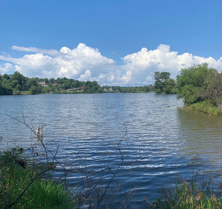 Beaver Lake Bird Sanctuary, Asheville, Summer 2022