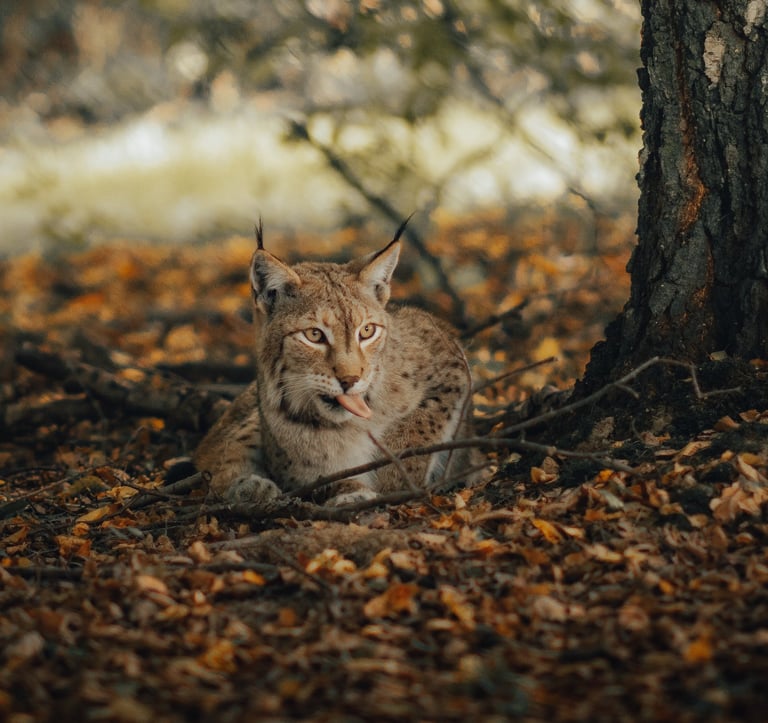 italian lynx valle varaita