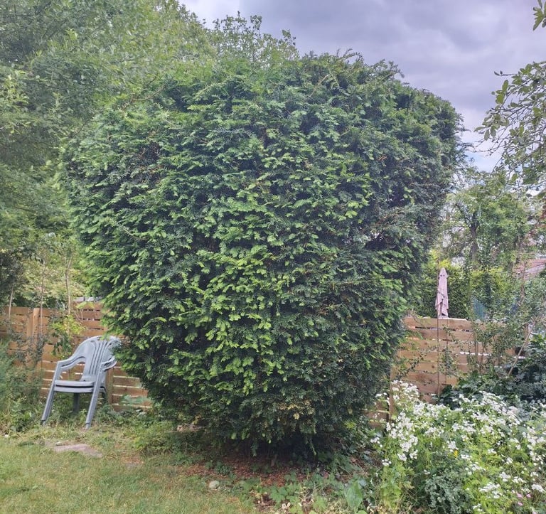 a tidy trimmed hedge