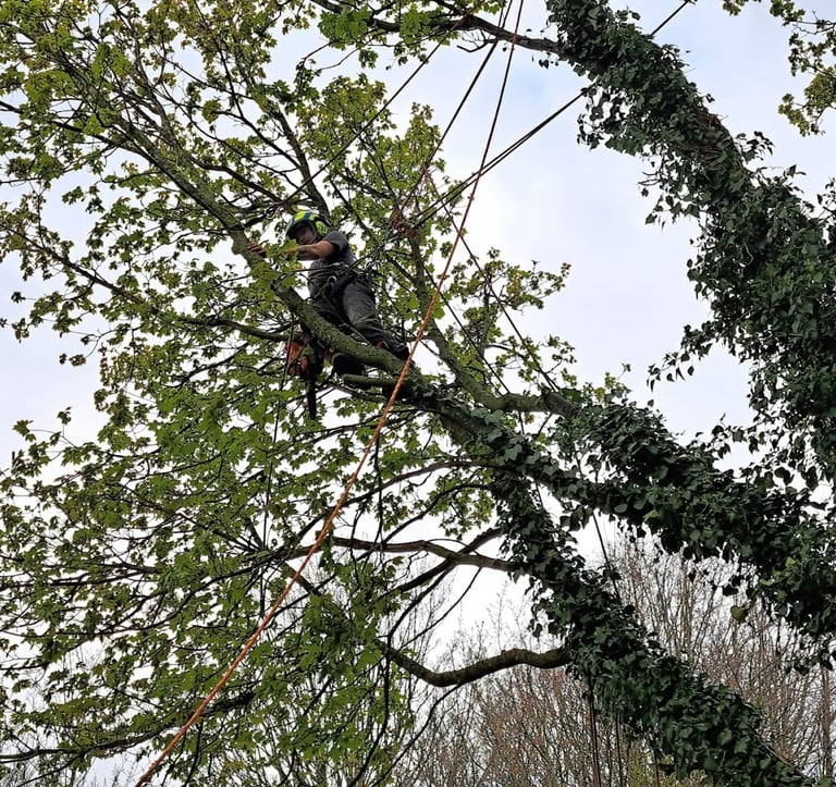 a tree surgeon is climbing up in a tree