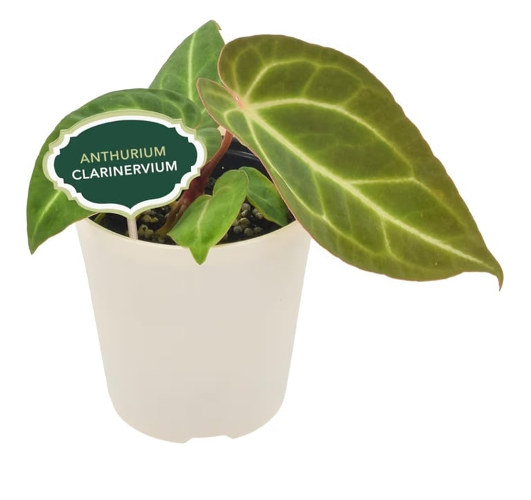 Anthurium clarinervium velvet leaf indoor plant with dark green veined foliage, ideal for sphagnum