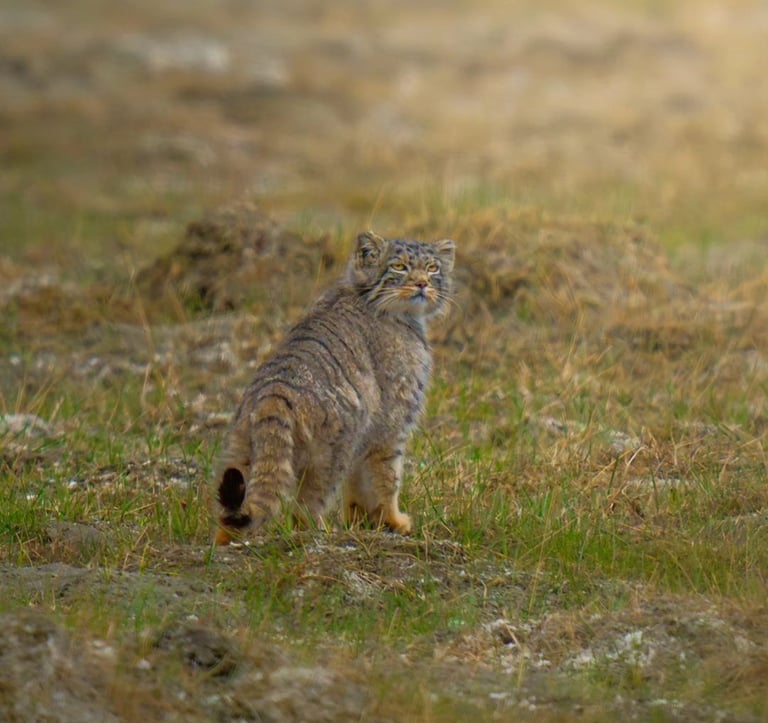 Explore Ladakh's wildlife on an thrilling expedition into its untamed wilderness