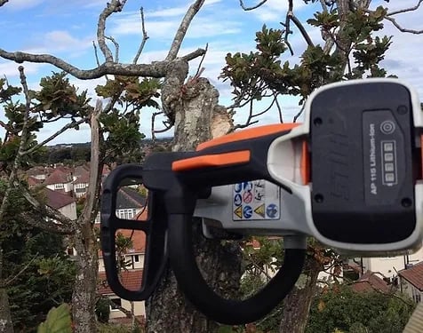 removing dead wood from a tree