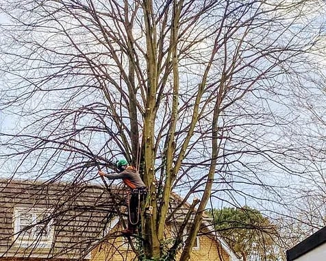 crown lifting a tree