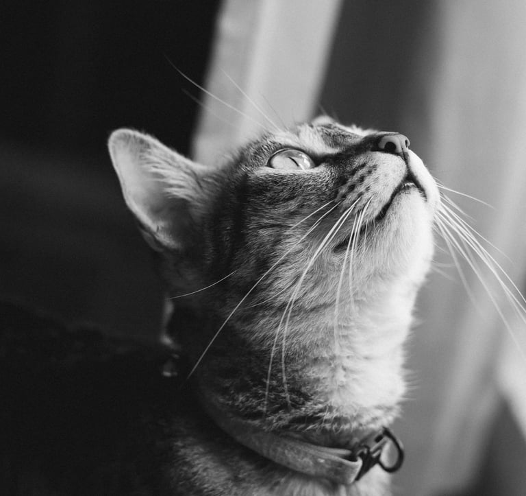 soin et bien être animal