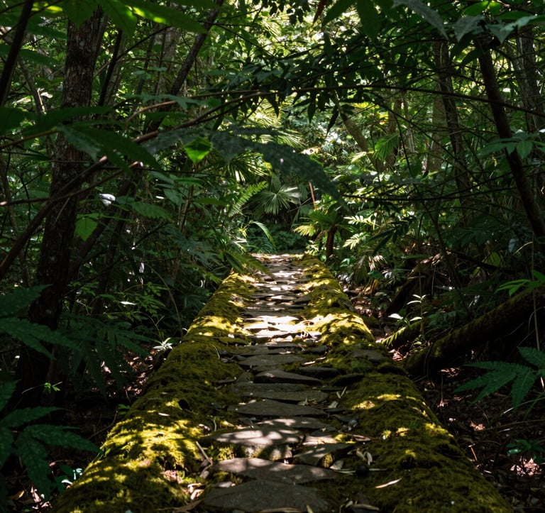 A high-detail photograph of a serene forest trail in North America. Sunlight filters through a canopy of deep green leaves, hitting a moss-covered stone path. The composition is balanced and peaceful, emphasizing a connection to nature and biological harmony.