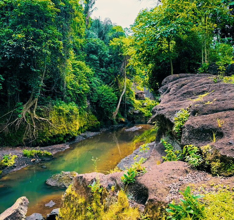 a stream running through a lush green forest