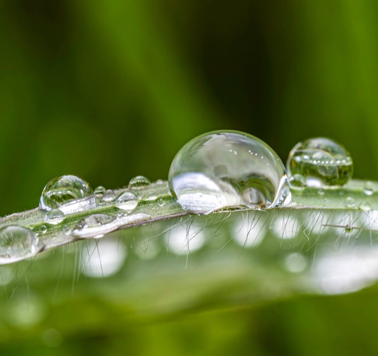 a close up of a leafy plant with water droplets