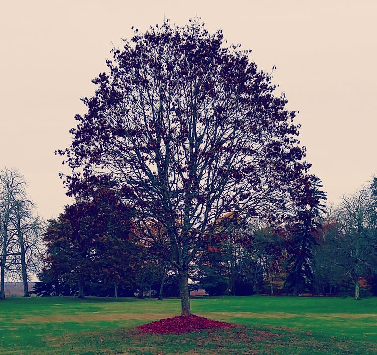 arbre symbolisant notre arbre généaloqique et le transgénérationnel