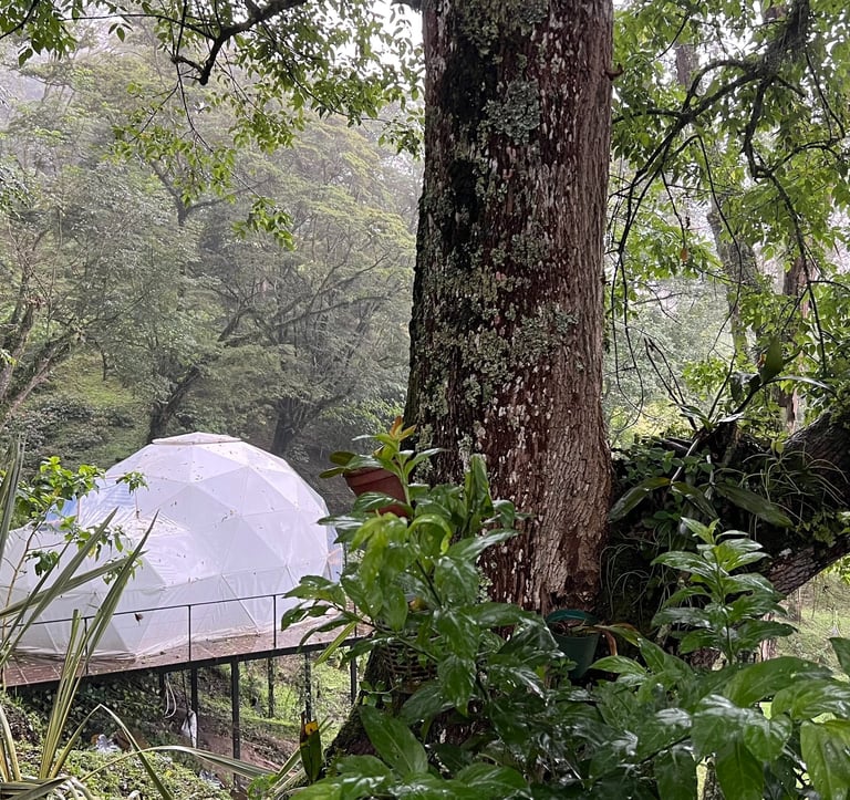 Glamping bajo los arboles en Casa QUincha Glamping clima templado