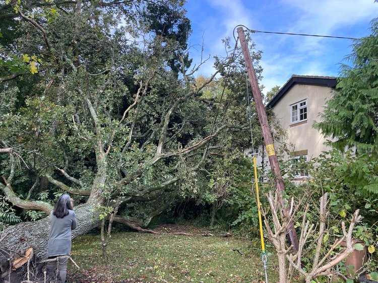 removing a dangerous tree