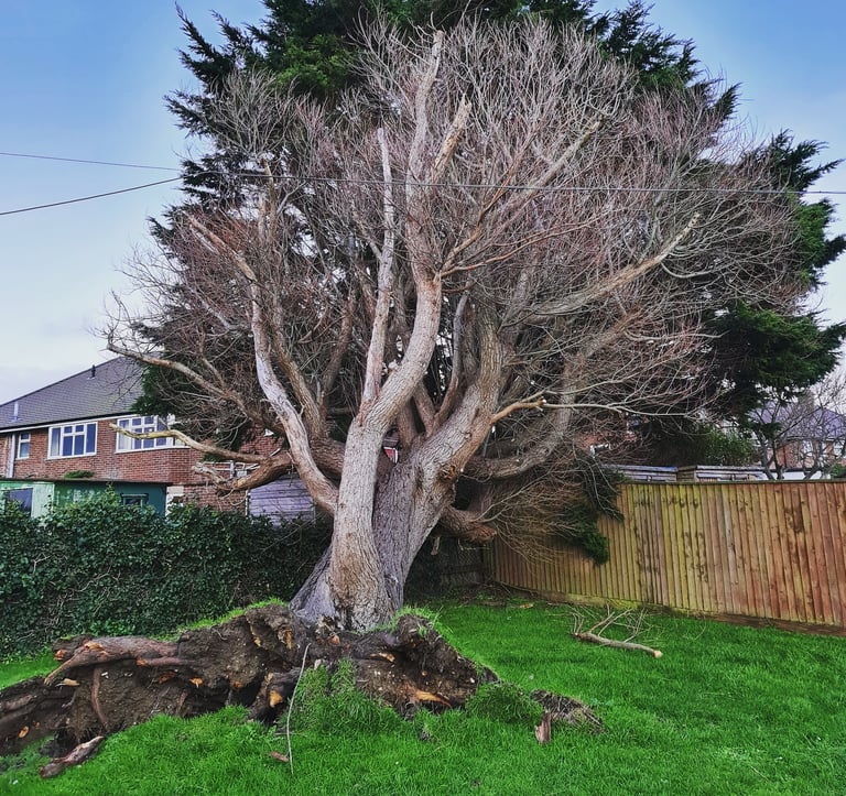 fallen down tree in a garden