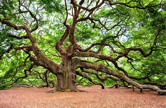 big old tree
