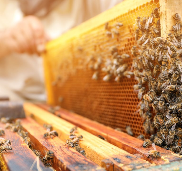 beekeeper removing a frame of comb and bees from a hive