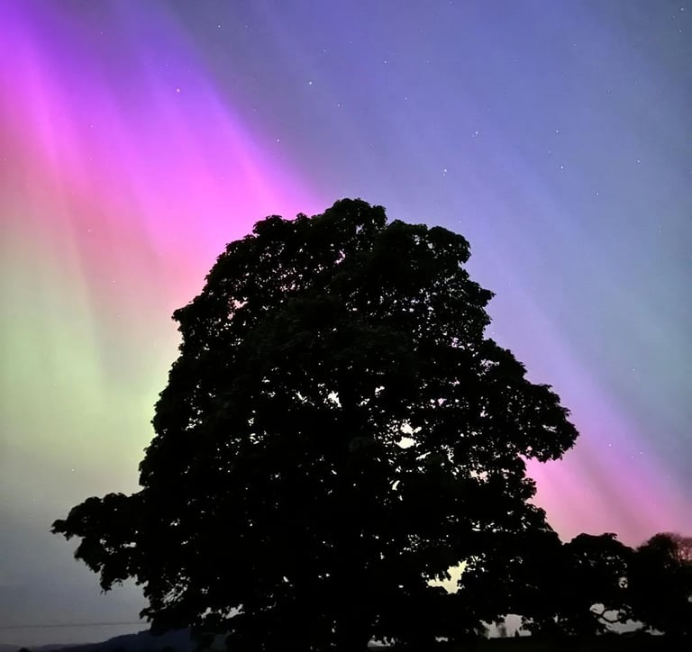 tree in the foreground of the northern lights