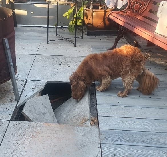 dog looking under a broken tile