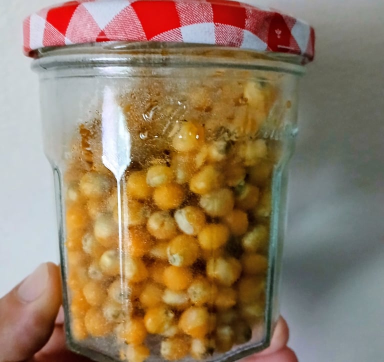 jam jar used for grain spawn
