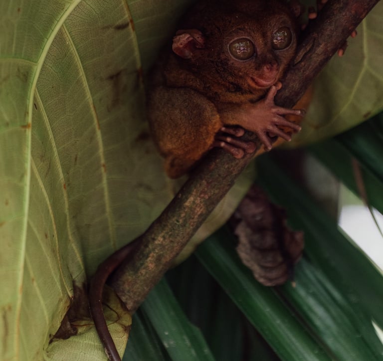 a small animal sitting on a leafy tree branch