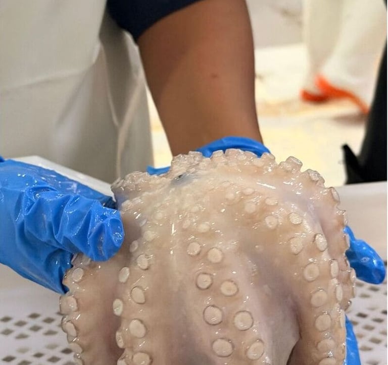 A worker in blue gloves holding a fresh, raw octopus showing tentacles and suction cups in a seafood market.