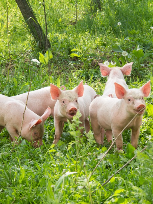 pigs out in the pasture