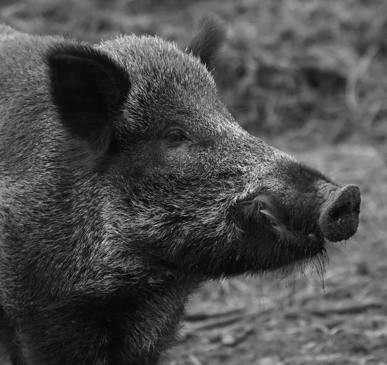 italian wild boar valle varaita