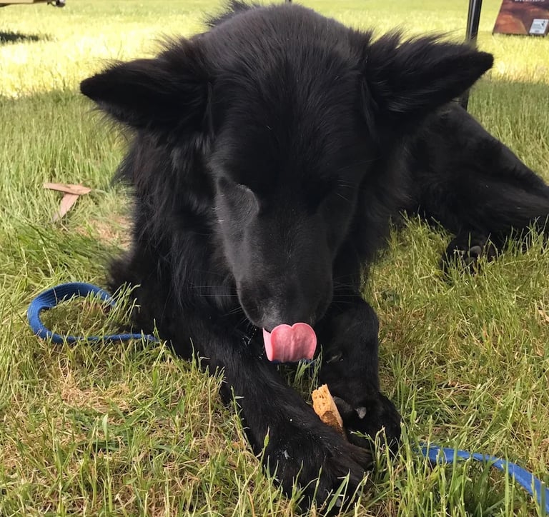 black dog eating biscuit