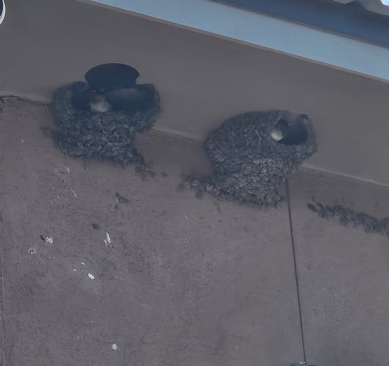 Cliff swallows in their nests made of mud