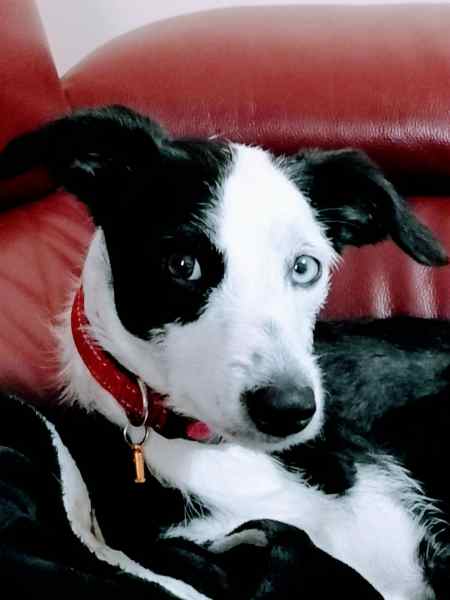 Jess 3 years old