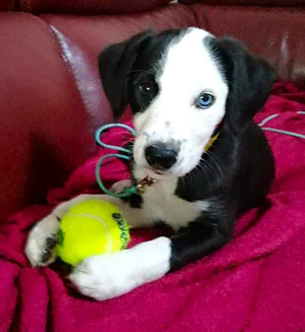 Jess 12 week pup