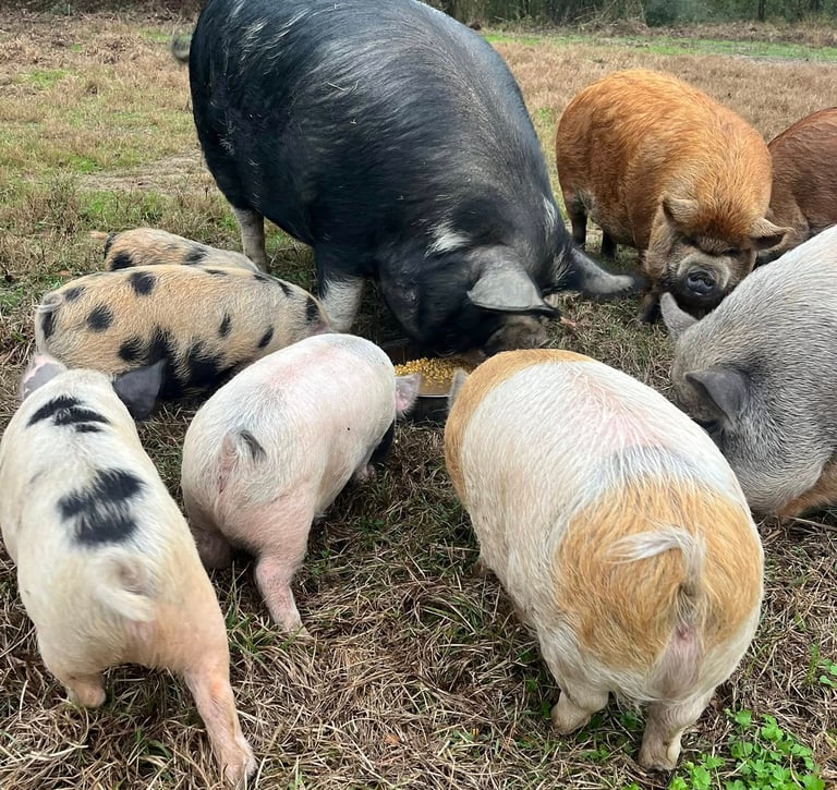 A group of colorful Kunekune pigs and piglets grazing together in a grassy farm pasture.