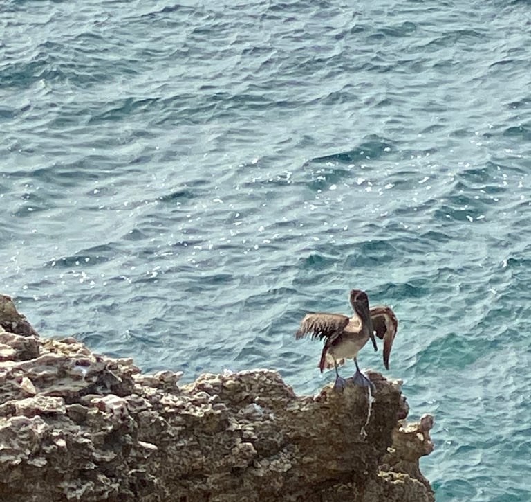 Pelican at Cabo Rojo