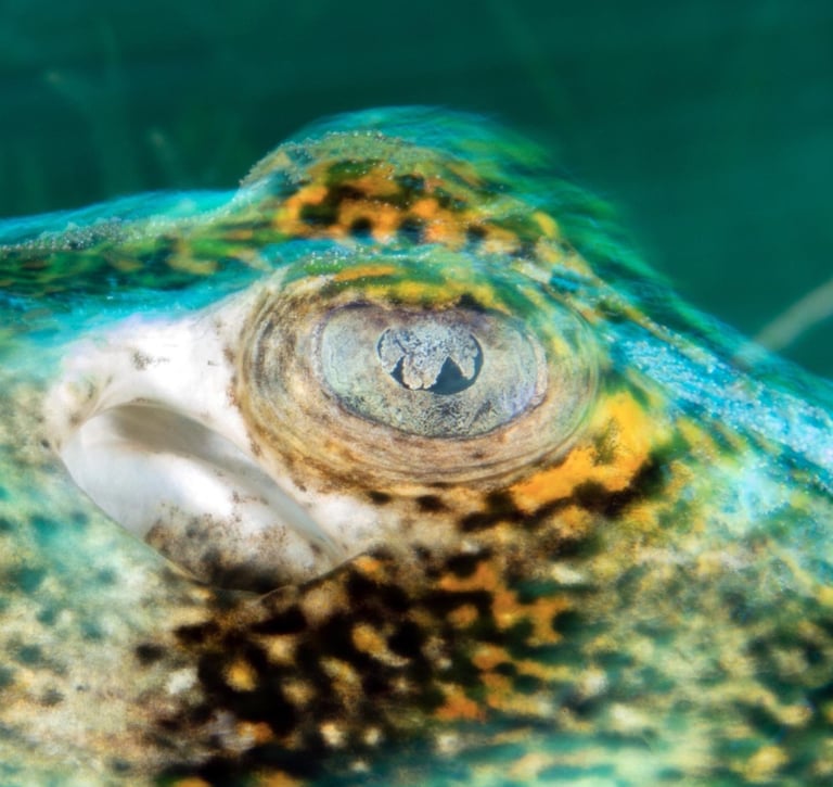 long exposure macro shot of a yellow spotted sting ray in Cozumel Mexico