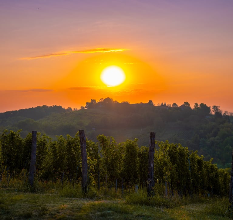 a sunset over a vineyard with vines and vines