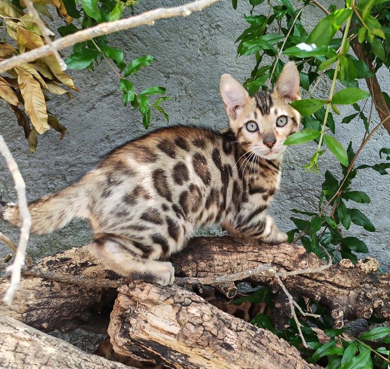 A spotted Bengal kitten explores outdoor logs and green foliage near a stone wall.