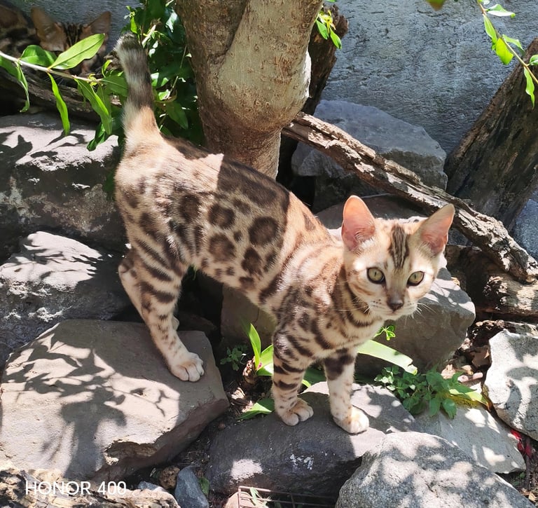 A brown spotted Bengal kitten standing on garden rocks outdoors near a tree trunk.