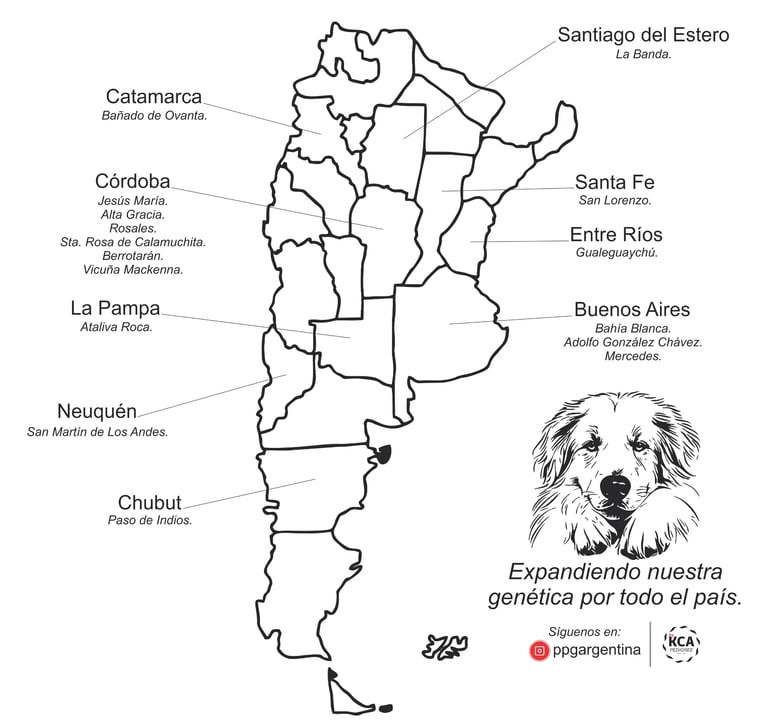 Perro protector de ganado junto a ovejas en el campo