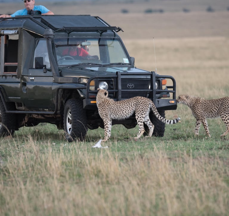 Cheetahs on safari vehicle Africa Masai Mara