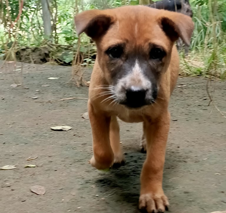 puppy walking, bali puppy, dog