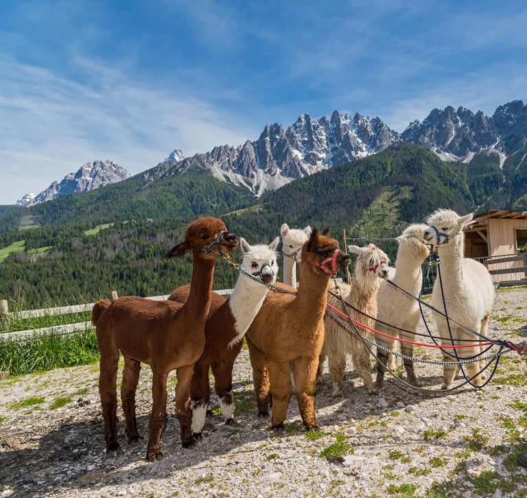 Passeggiate Guidate con Alpaca – Avventura per Tutti