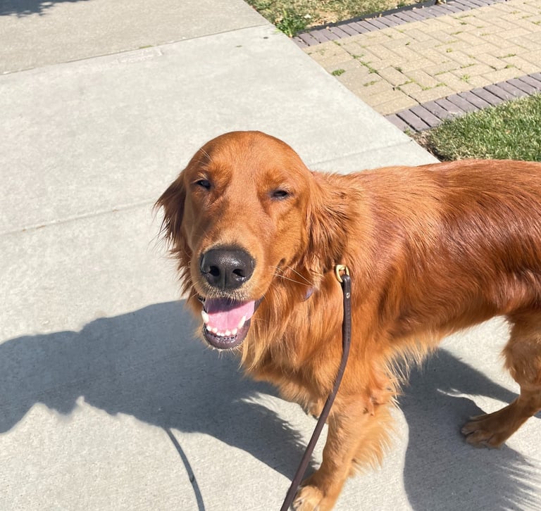 Pet care services in Chicago North