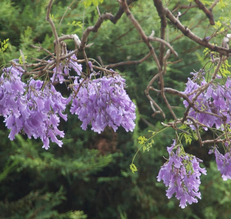 jacaranda tree in blossom