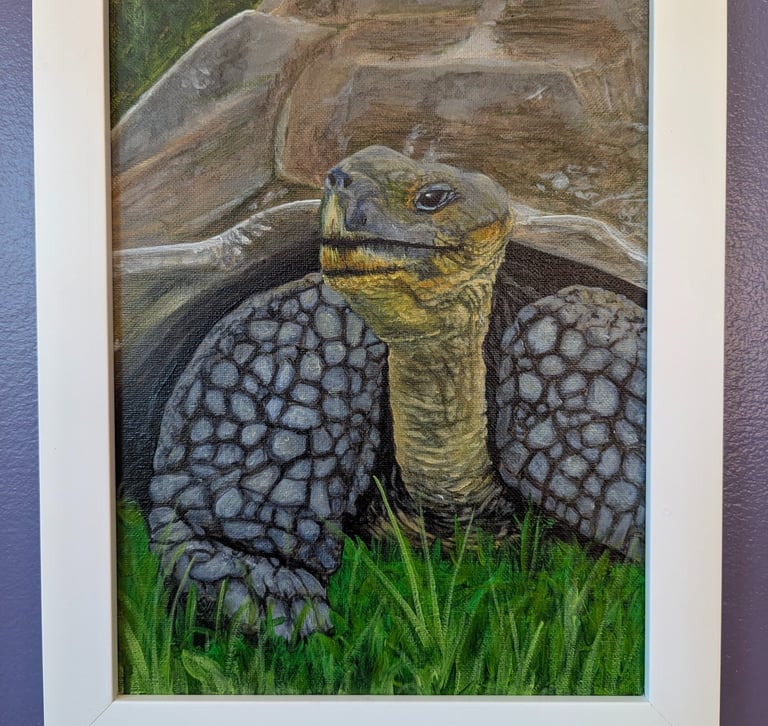 A realistic painting of a Galapagos tortoise wandering in the grasses.
